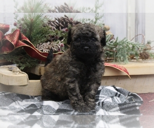 Shih-Poo Puppy for sale in CENTRALIA, IL, USA