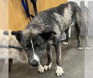 Siberian Husky-Unknown Mix Dogs for adoption in Forestville, MD, USA