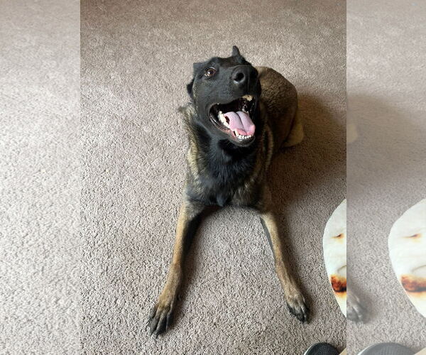 Medium Photo #3 Mutt Puppy For Sale in Woodland, CA, USA