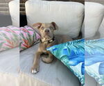 Small #5 American Pit Bull Terrier Mix