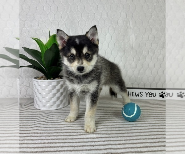 Medium Photo #2 Pomsky Puppy For Sale in GREENFIELD, IN, USA