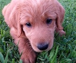 Small Photo #2 Labradoodle Puppy For Sale in STOCKTON, MD, USA