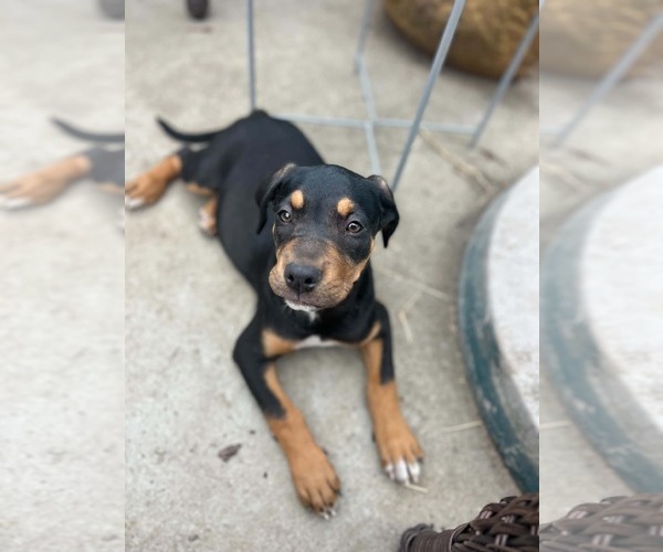 Medium Photo #2 Labrottie Puppy For Sale in Kannapolis, NC, USA