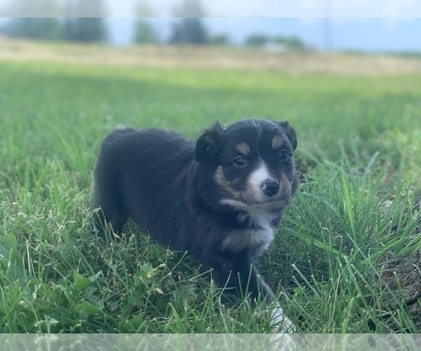 Medium Photo #1 Miniature Australian Shepherd Puppy For Sale in BETHANY, IL, USA