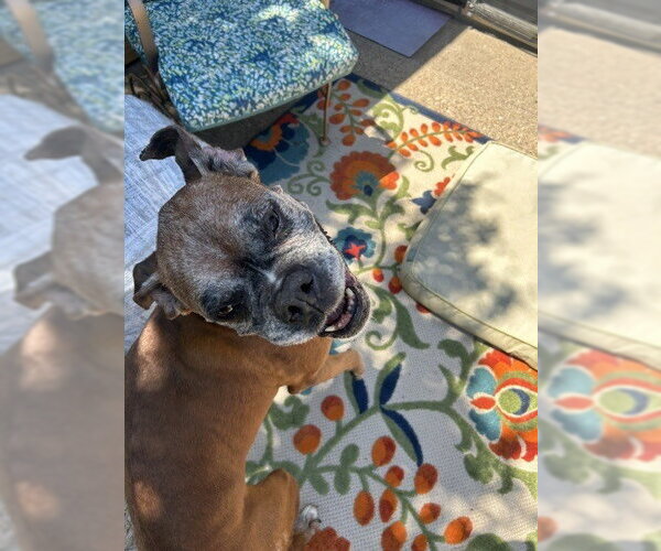 Medium Photo #2 Boxer Puppy For Sale in Austin, TX, USA