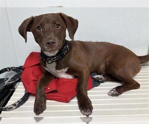 Labrador Retriever Dogs for adoption in Bakersfield, CA, USA