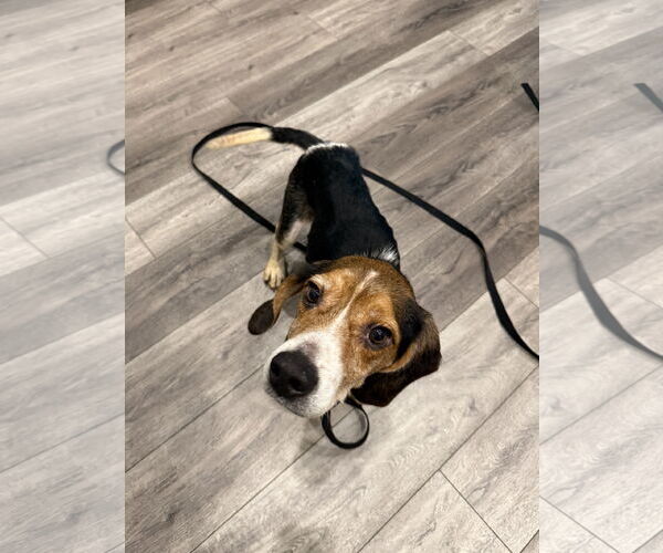 Medium Photo #5 Beagle Puppy For Sale in Tampa, FL, USA