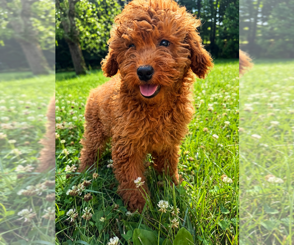 Medium Photo #22 Goldendoodle mix (+ Poodle Miniature) Puppy For Sale in DURHAM, CT, USA
