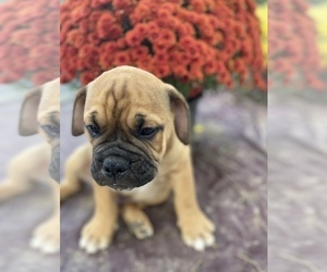 Olde English Bulldogge Puppy for sale in BEECH GROVE, IN, USA