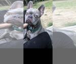 Small #9 French Bulldog