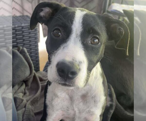 Medium Photo #1 Mutt Puppy For Sale in Spring Lake, NC, USA