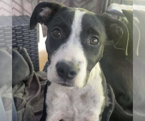 Mutt Dogs for adoption in Spring Lake, NC, USA