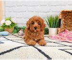 Small #6 Cavapoo (Miniature)