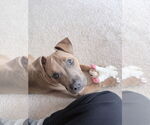 Small #3 American Pit Bull Terrier