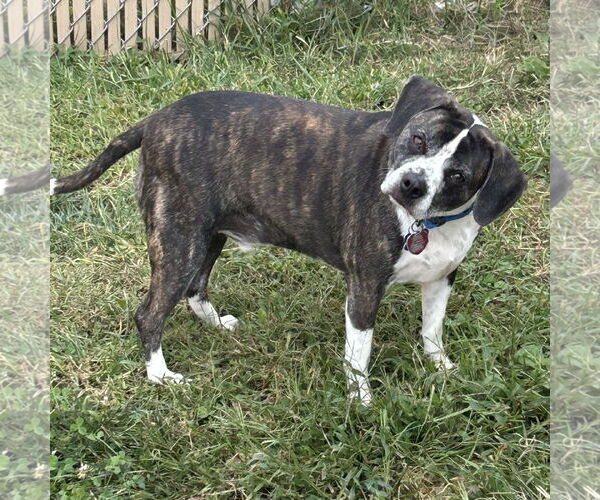 Medium Photo #2 Boglen Terrier Puppy For Sale in Batavia, OH, USA