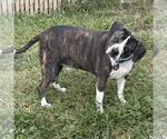 Small #1 Boglen Terrier
