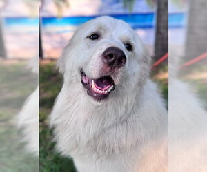 Finn - Male Great Pyrenees Dog for Adoption - Photo #2
