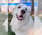 Small #1 Great Pyrenees