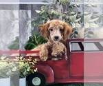 Image preview for Ad Listing. Nickname: Nancy