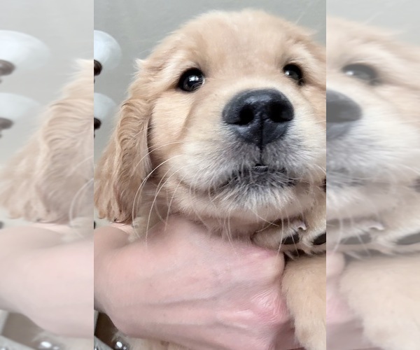 Medium Photo #5 Golden Retriever Puppy For Sale in PORTALES, NM, USA