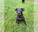 Small #8 Labrador Retriever Mix