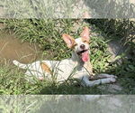 Small #3 Jack Russell Terrier Mix