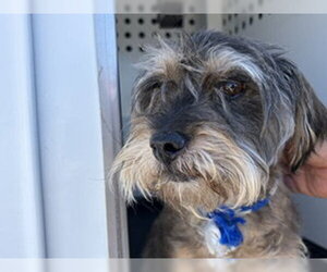 - Mix Dogs for adoption in Bakersfield, CA, USA