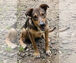 Small #7 German Shepherd Dog Mix