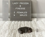 Small Photo #2 French Bulldog Puppy For Sale in BROOKSVILLE, FL, USA