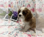 Small #1 Cavalier King Charles Spaniel
