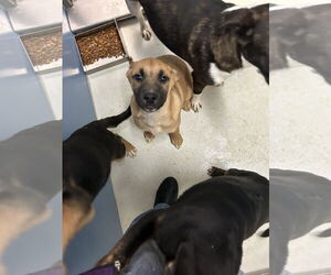 Australian Shepherd-Unknown Mix Dogs for adoption in Pampa, TX, USA
