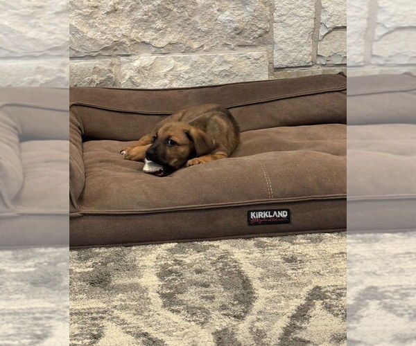 Medium Photo #4 Boxer Puppy For Sale in Austin, TX, USA