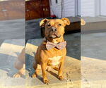 Small #3 Staffordshire Bull Terrier Mix