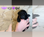 Small #6 Native American Indian Dog-Schnauzer (Giant) Mix