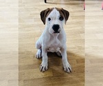 Small Photo #2 Boxer Puppy For Sale in MURRIETA, CA, USA