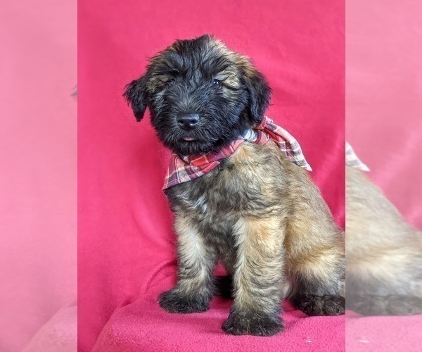 Medium Photo #1 Soft Coated Wheaten Terrier Puppy For Sale in LEOLA, PA, USA