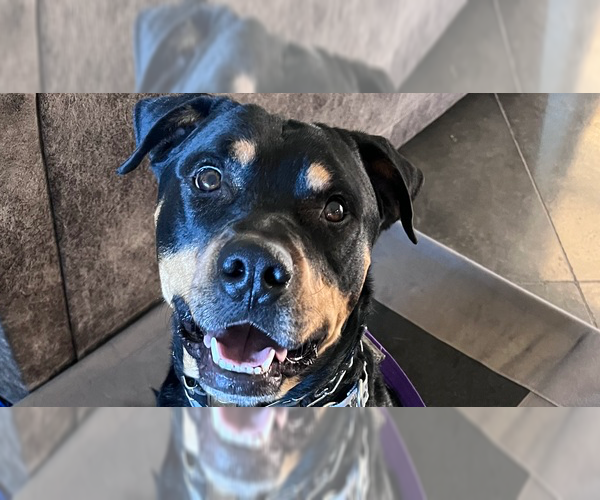 Medium Photo #3 Rottweiler Puppy For Sale in Gilbert, AZ, USA