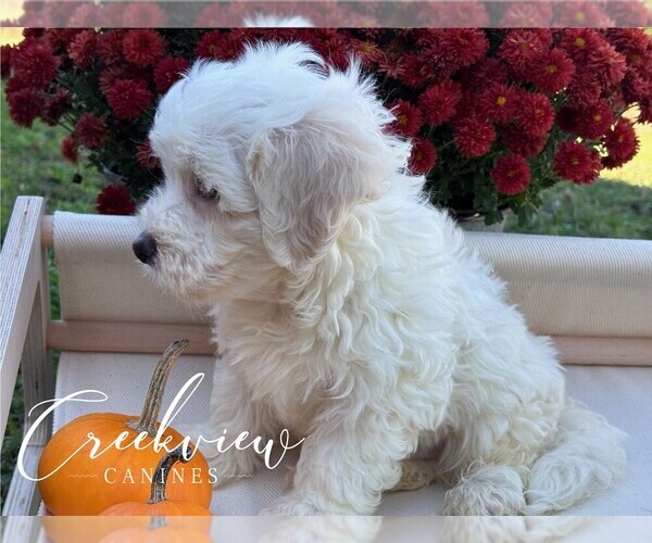 Medium Photo #3 Havachon Puppy For Sale in NIANGUA, MO, USA