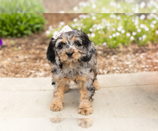 Medium Photo #3 Cocker Spaniel-Poodle (Miniature) Mix Puppy For Sale in MILLERSBURG, IN, USA