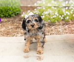 Small #2 Cocker Spaniel-Poodle (Miniature) Mix