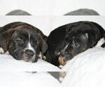 Small #4 American Staffordshire Terrier Mix