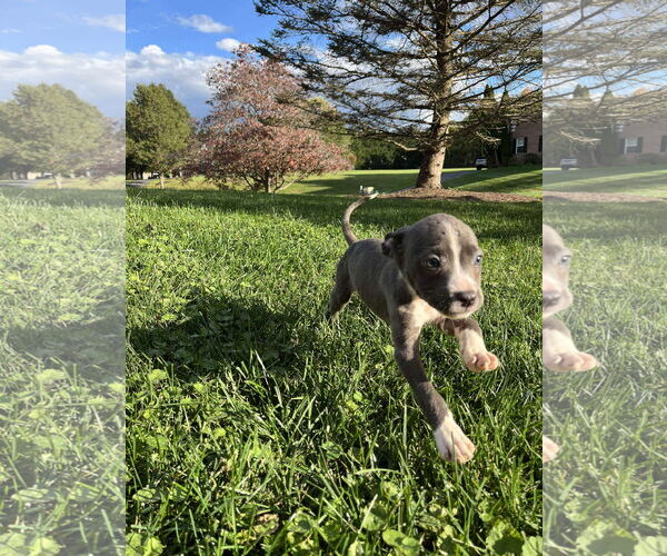 Medium Photo #4 American Pit Bull Terrier-Unknown Mix Puppy For Sale in Derwood, MD, USA
