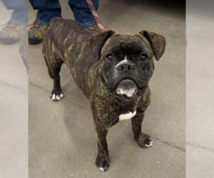 French Bulldog-Unknown Mix Dogs for adoption in Cranston, RI, USA