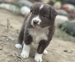 Small Photo #2 Miniature Australian Shepherd Puppy For Sale in COLORADO SPRINGS, CO, USA