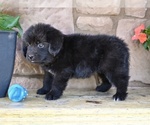 Small #4 Newfoundland