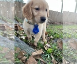 Small Photo #6 Golden Retriever Puppy For Sale in KENNER, LA, USA