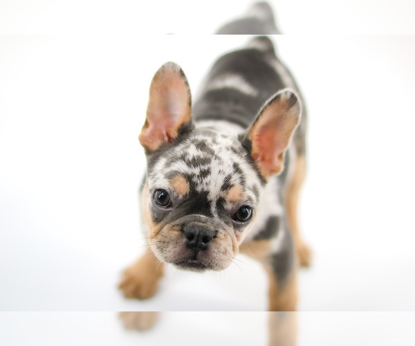 Medium Photo #5 French Bulldog Puppy For Sale in GAINESVILLE, FL, USA