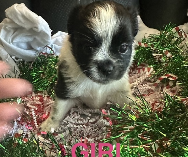 Medium Photo #3 Shiranian Puppy For Sale in PLAINFIELD, IL, USA