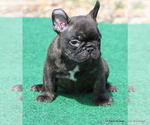 Small #2 French Bulldog