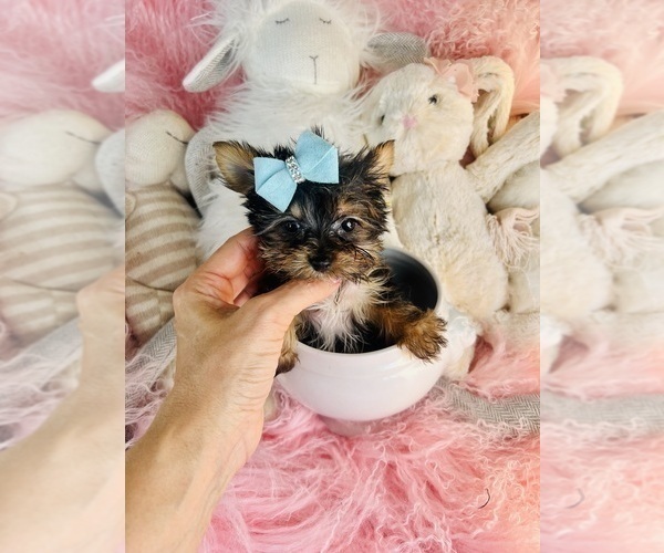 Medium Photo #13 Biewer Terrier Puppy For Sale in MIAMI, FL, USA